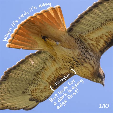 Red-Tailed Hawk Identification Guide - Portland Birder