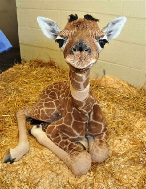 Baby giraffe - Photorator