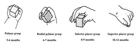 Palmar grasp – Lancaster Glossary of Child Development