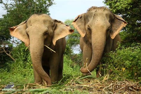 elephant rehabilitation centre Archives - Wildlife SOS