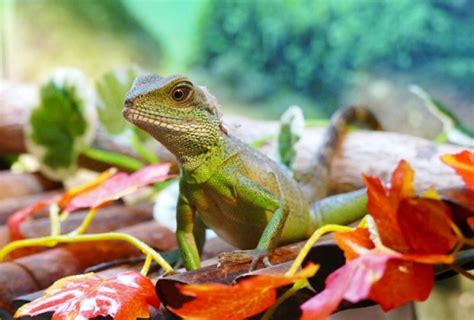 Creating a Naturalistic Lizard Habitat: Unleashing the Wild Beauty in Your Reptile's Home ...