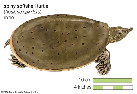 Softshell turtle | Description & Facts | Britannica