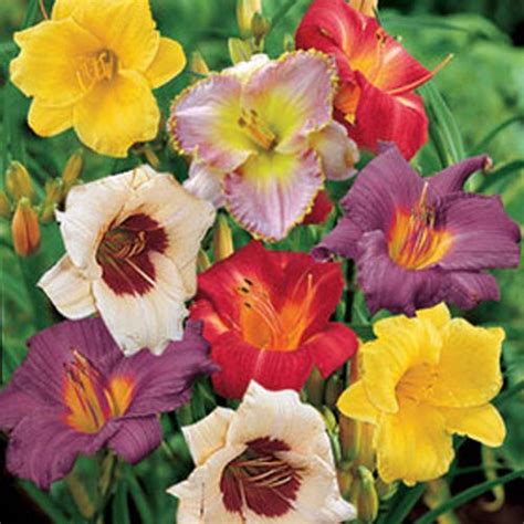 Dwarf Reblooming Daylily Mixture | K. van Bourgondien