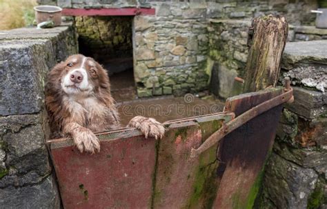 Are Welsh Sheepdog Puppies Lazy