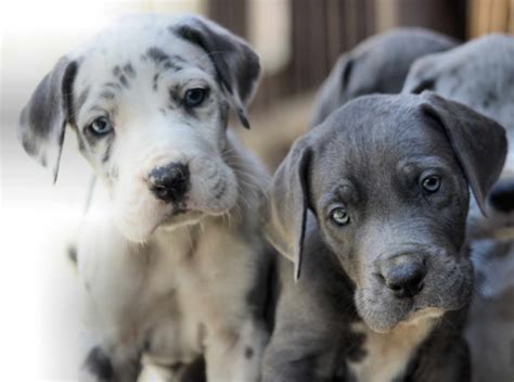 Great Dane Puppies Knoxville Tn