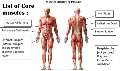 List of Core muscles: Major, Minor Muscles List, Function