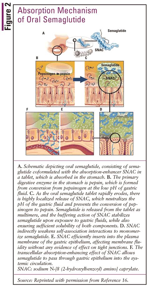 Semaglutide Mechanism Of Action