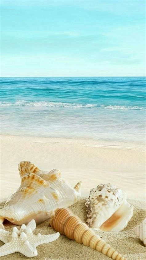 Seashells on the beach | Image plage, Photos paysage, Fond d'écran tropical