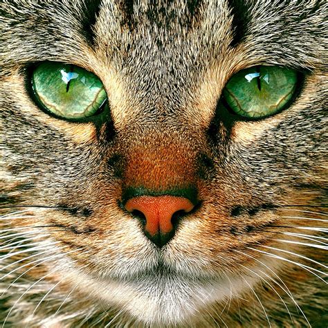 tabby cat potrait with green eyes | Beautiful cats, Tabby cat, Pretty cats