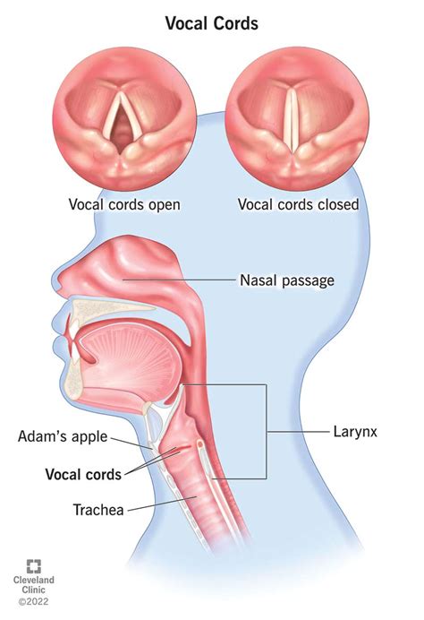 Vocal Chords Diagram For Kids