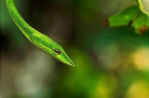 Green Vine Snake Facts! | Always Learning!