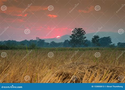 Sunset in the Rice Fields Harvested Stock Image - Image of asia, city ...