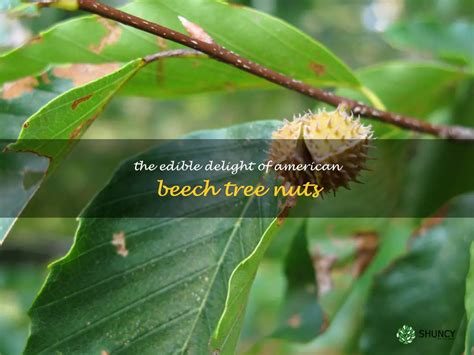 The Edible Delight Of American Beech Tree Nuts | ShunCy