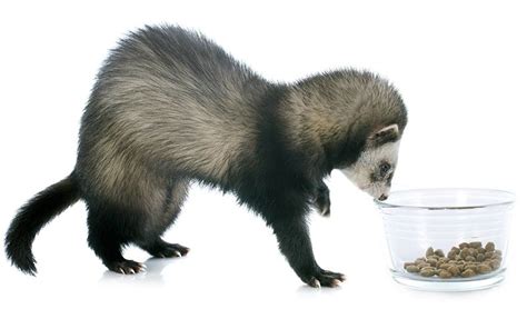 Best Ferret Food - Natural, Healthy Meals For Ferrets