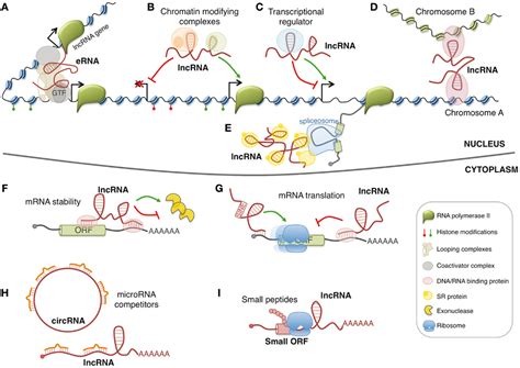 What is Long non-coding RNA (lncRNA)? | 香港城市大學