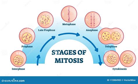 Stages of Mitosis, Vector Illustration Diagram Stock Vector - Illustration of genetic, baby ...