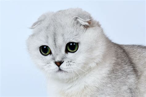 100+ Cute Japanese Cat Names for Your Pet - PetHelpful