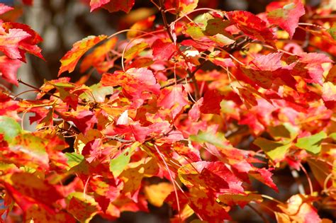 Best Maple Trees for Fall Color