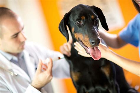 Sebaceous Cysts in Dogs - Symptoms, Causes, Diagnosis, Treatment, Recovery, Management, Cost