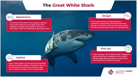 Largest Great White Shark Attack