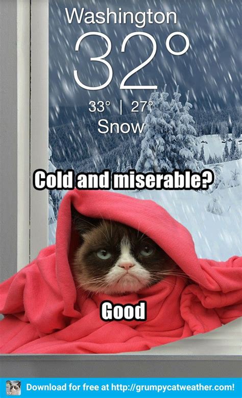 Pin by Jenny Lobb on Grumpy Weather | Grumpy cat, Grumpy, Cats