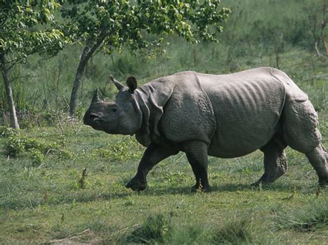 Greater One-Horned Rhino | Species | WWF