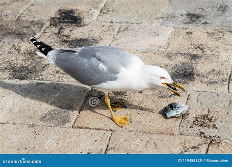 Close-up of a Seagull while Eating a Cuttlefish Stock Image - Image of animal, lagoon: 119455829