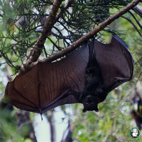 Black Flying-fox - ClimateWatch Australia- Citizen Science App