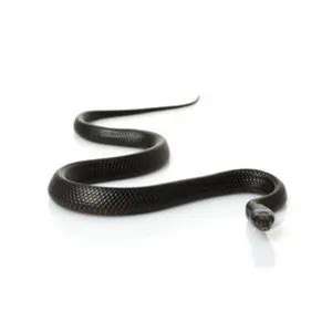 Snake Removal Service - Forsyth Wildlife