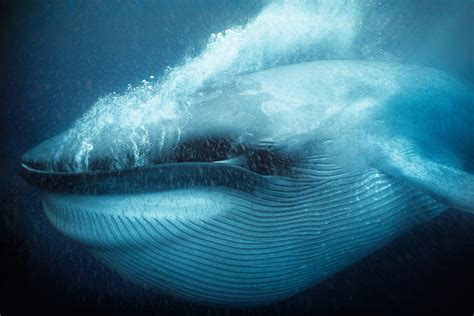 🔥 Big Mouthful - Blue Whale 🐋 : r/NatureIsFuckingLit