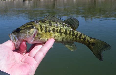 Guadalupe Bass Micropterus treculii