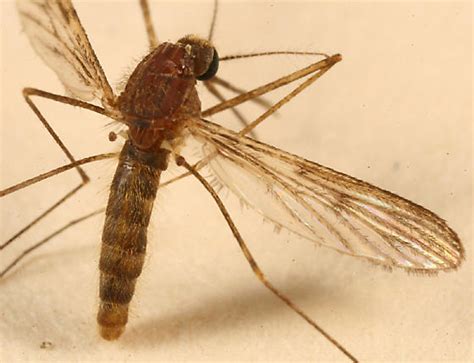 Mosquito look-alikes - Mosquitoes in Virginia