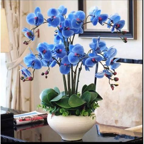 Jual biji benih bunga anggrek biru | Shopee Indonesia