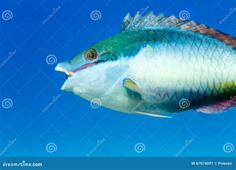 Parrotfish Teeth