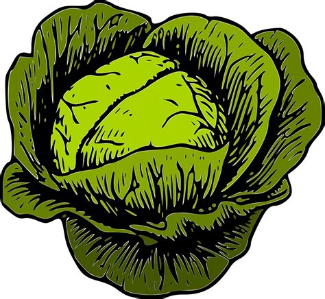 Download Cabbage, Green Cabbage, Vegetable. Royalty-Free Vector Graphic - Pixabay