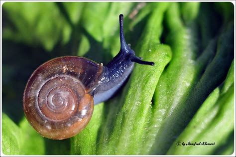 Blue snail • | Flickr - Photo Sharing!