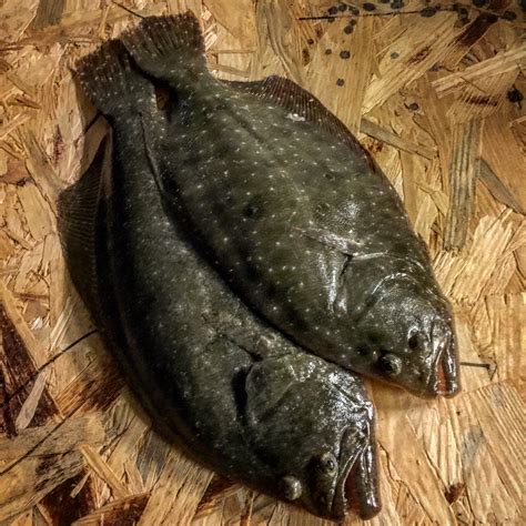 3 Tips For Catching Flounder On Artificial Lures