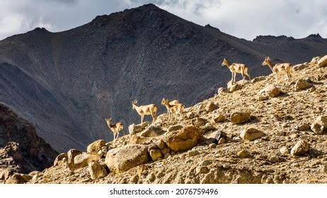 9 Ladakh urial Images, Stock Photos & Vectors | Shutterstock