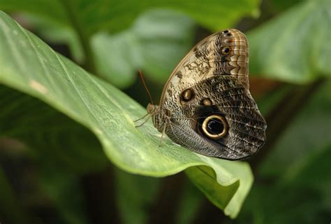 File:Caligo Memnon Owl Butterfly.jpg - Wikipedia, the free encyclopedia