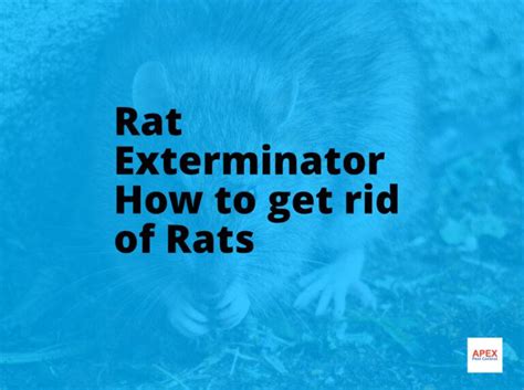 Rat Exterminator | Get Rid of a Rat Infestation | Apex Pest Control