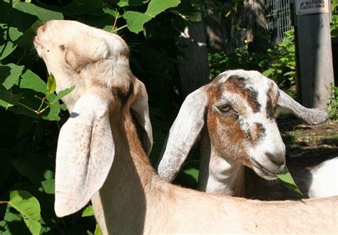 Nubian goats