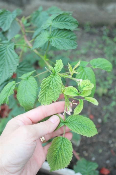 Caring For Raspberry Bushes – Home and Garden