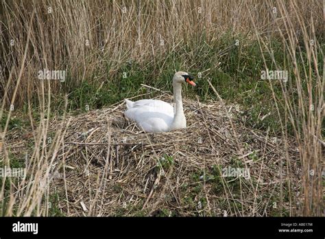 Nesting Mute Swan England Stock Photo - Alamy