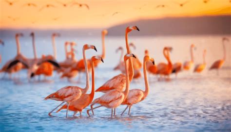 Flamingo Adaptations – All You Need To Know