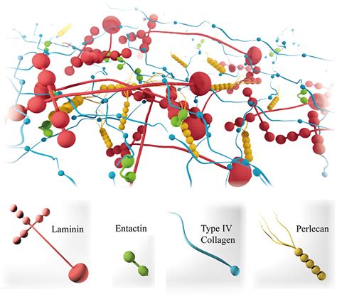 Biophysical Properties of the Basal Lamina: A Highly Selective Extracellular Matrix | IntechOpen