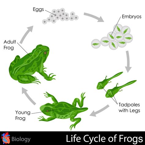 Simple Life Cycle Of Frog Diagram