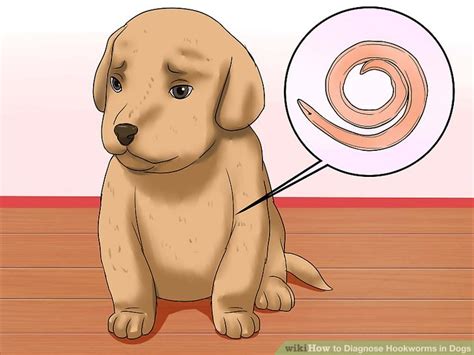 How to Diagnose Hookworms in Dogs: 12 Steps (with Pictures)