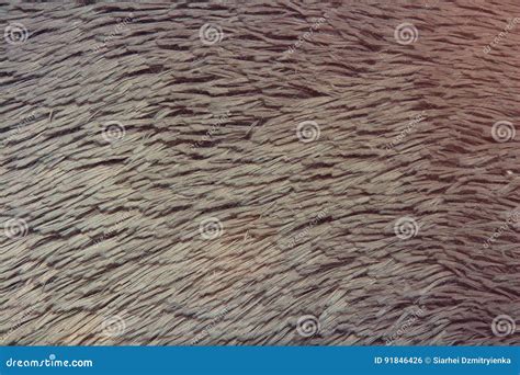 Background Texture Fur Fur Gray. Stock Photo - Image of surface, nature: 91846426