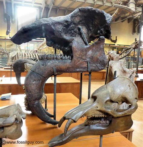 Deinotherium - The Terrible Beast - Facts and Information about the ...