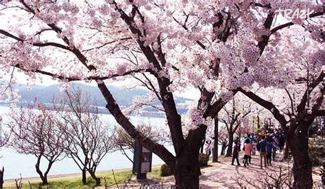 Gyeongju Cherry Blossom Festival 2019 Day Tour from Seoul - Trazy, Korea's #1 Travel Guide